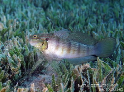 Tailspot goby sifting sand through gillrakers to feed by Laura Dinraths 